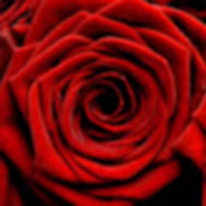 Meet your Posher, Rosemary